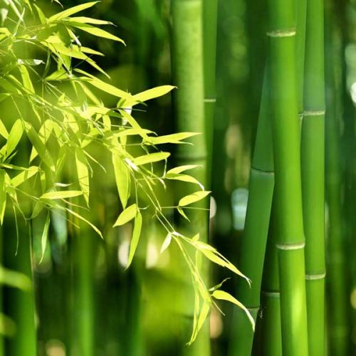 Tanabata (七夕) si avvicina...